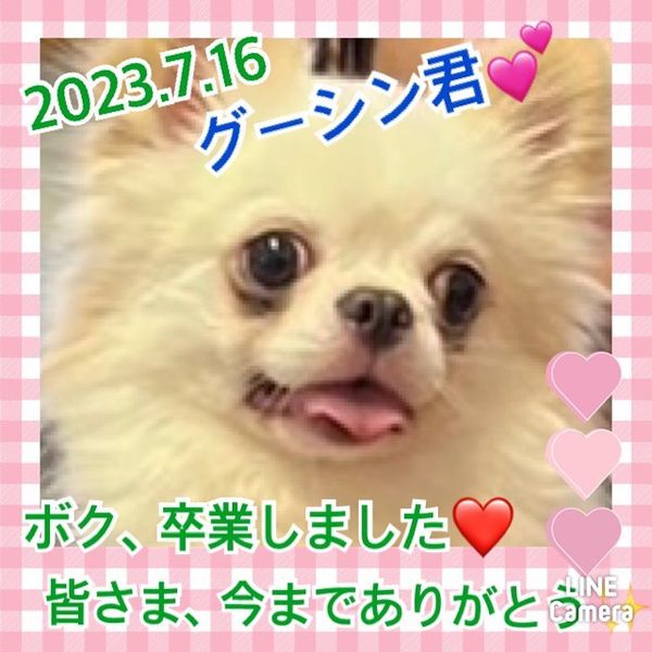 【運命の赤い糸見～つけた💓ロングコートチワワのグーシン君💕2023,7,17】